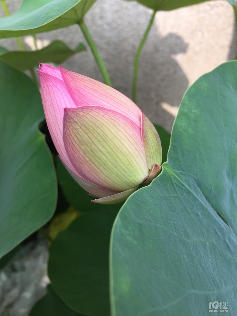 人生三大幸事,有你,有爱,有家。人生三大