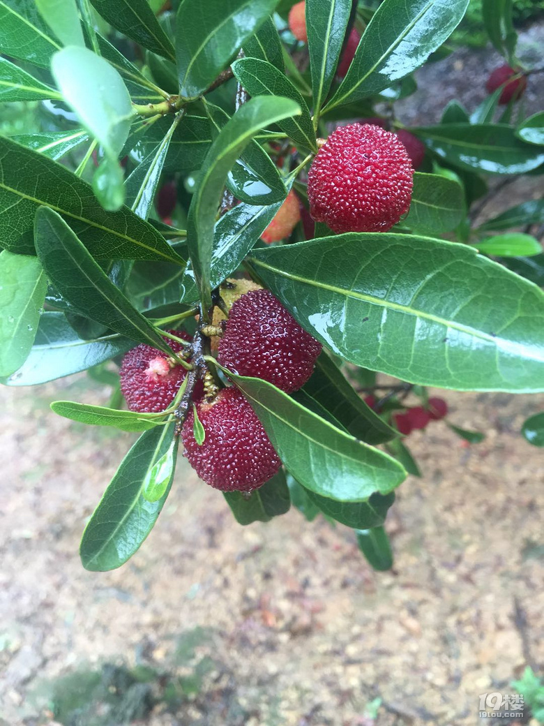 雨中摘楊梅