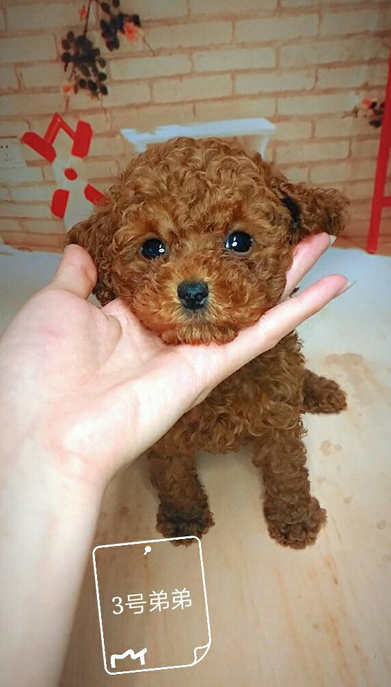 红泰迪宝宝疫苗两针卫佳八了