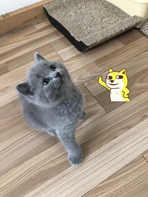 1300买不了吃亏买不了上当 买得到可爱蓝猫宝