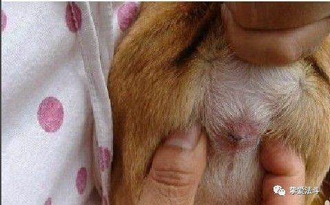 狗狗肛门腺不挤可以吗