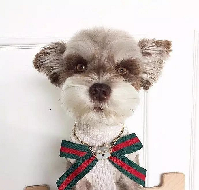 网红雪纳瑞,萌萌的飞机耳实在太可爱了!