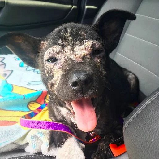 它身上长满了兽疥癣，但仍然没有忘记微笑……