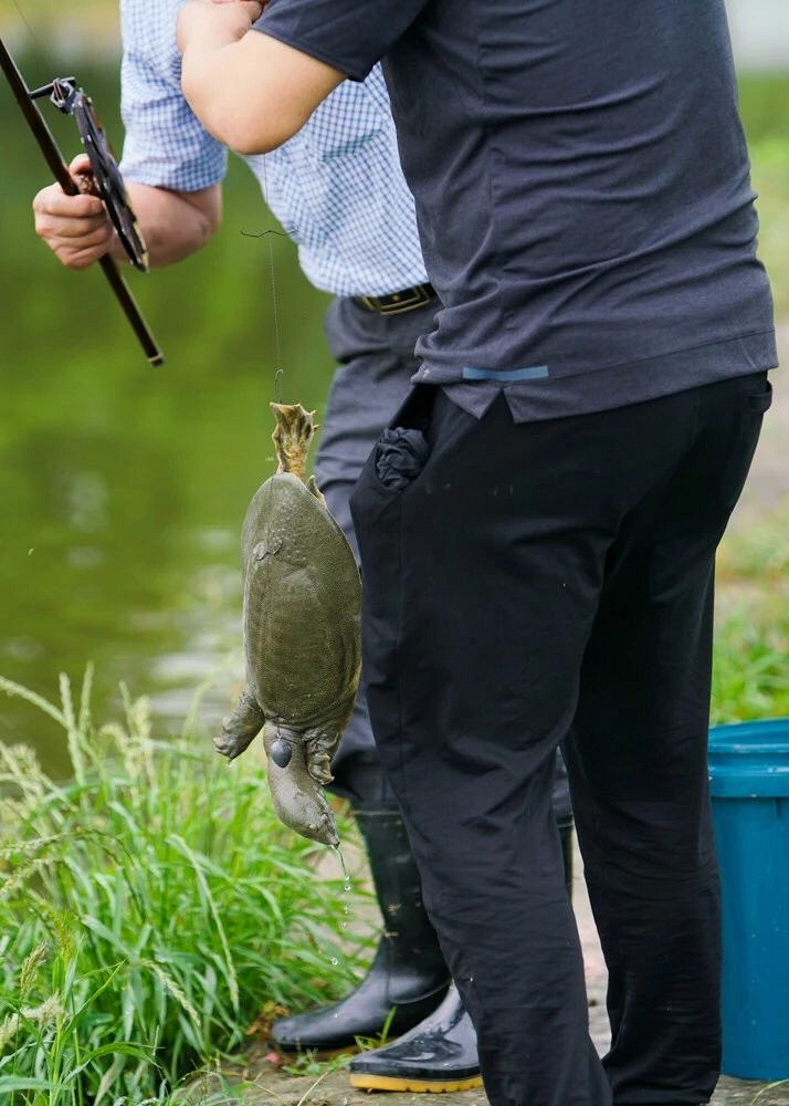 这样的打鳖方式你见过吗萧山资深打鳖师傅一天能打上百斤