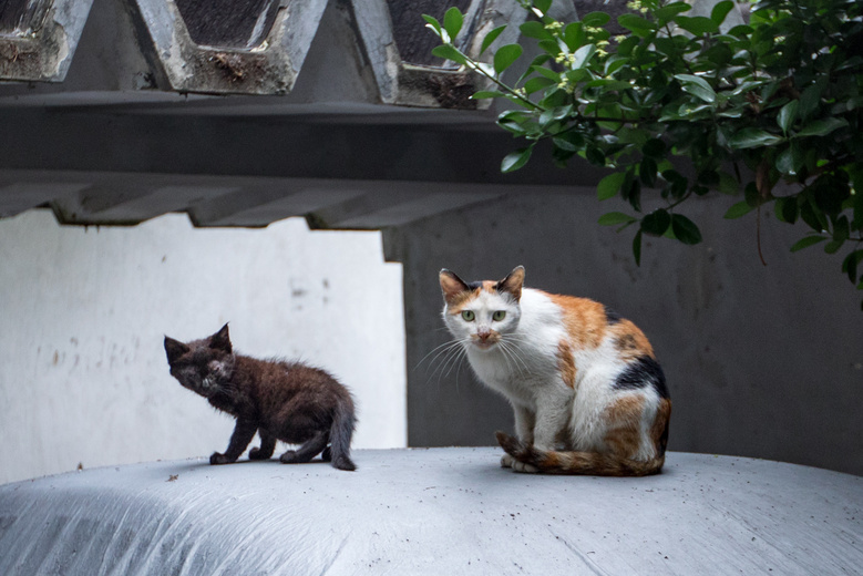 家猫与野猫2018.06.08