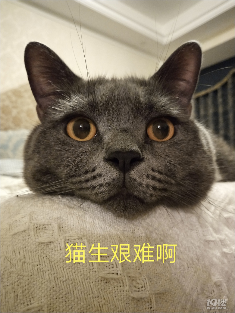 【征集】它承包了我所有的表情包！