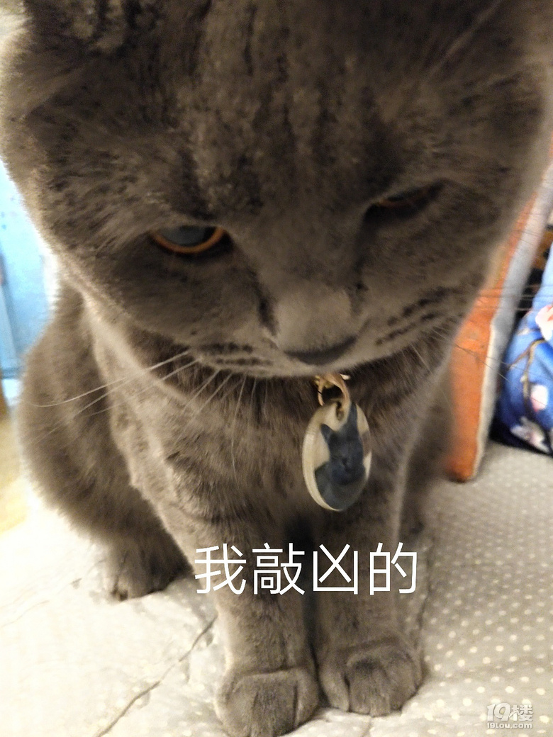 【征集】它承包了我所有的表情包！