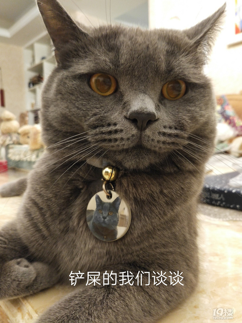 【征集】它承包了我所有的表情包！