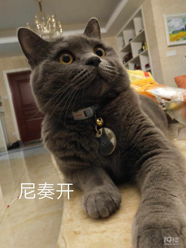【征集】它承包了我所有的表情包！