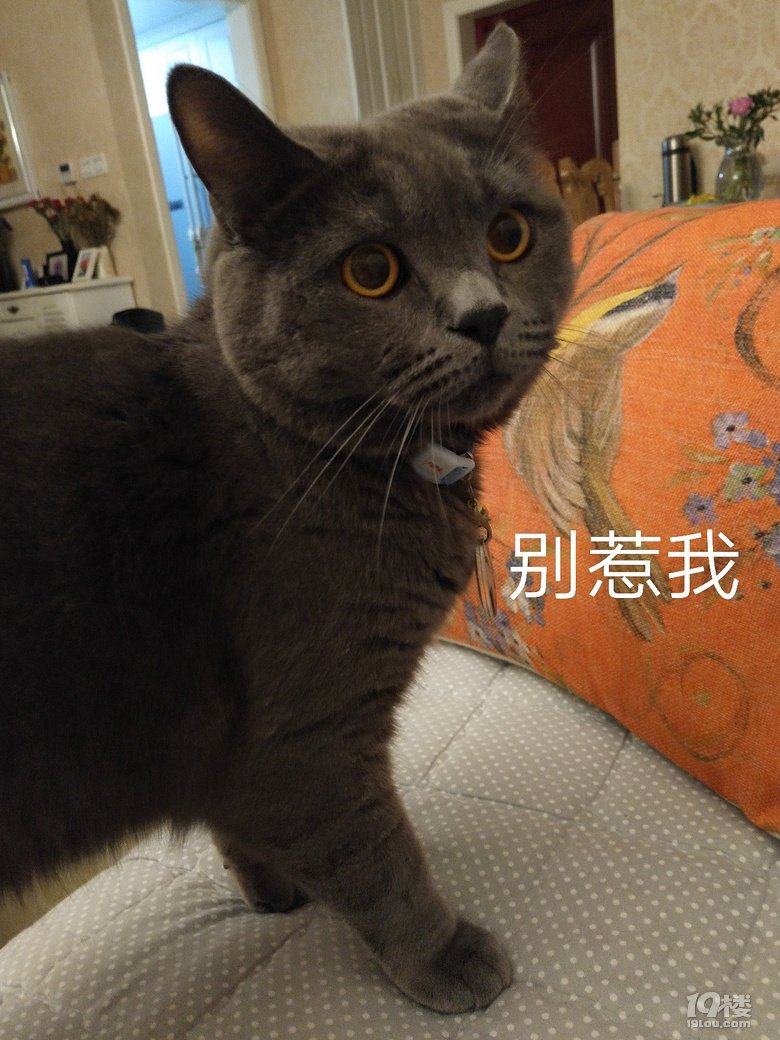 【征集】它承包了我所有的表情包！