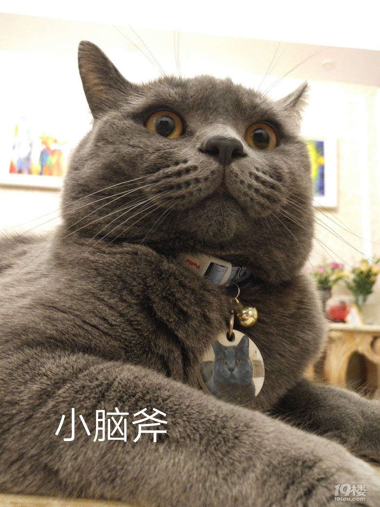 【征集】它承包了我所有的表情包！