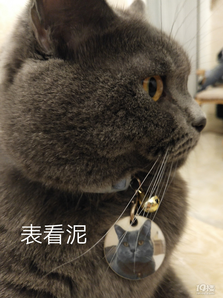 【征集】它承包了我所有的表情包！