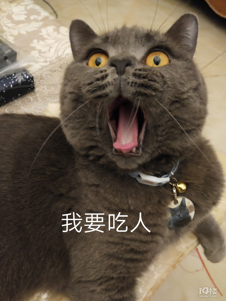 【征集】它承包了我所有的表情包！