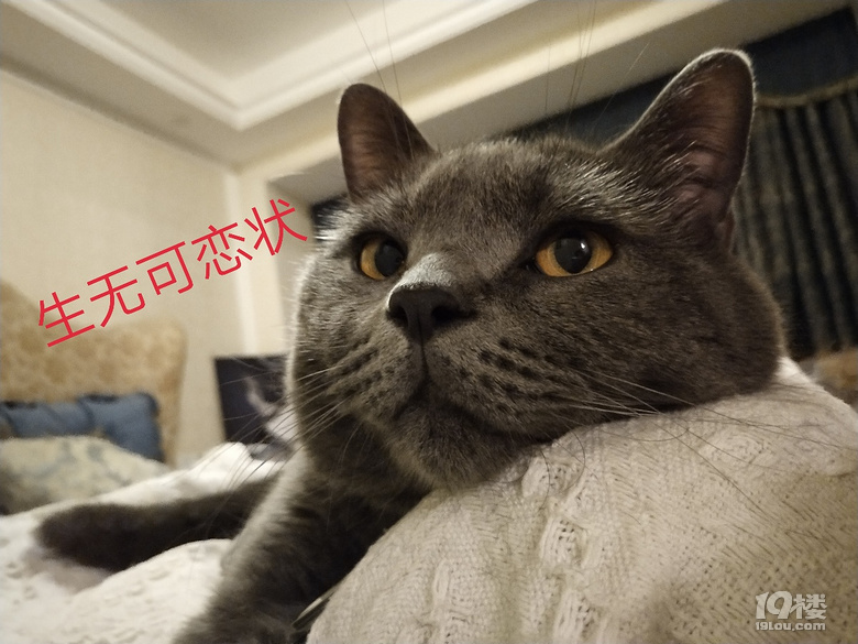 【征集】它承包了我所有的表情包！