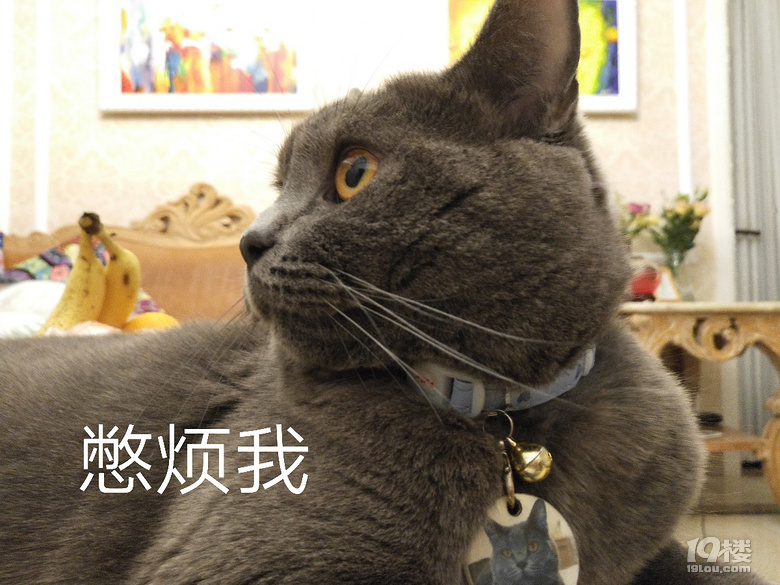 【征集】它承包了我所有的表情包！