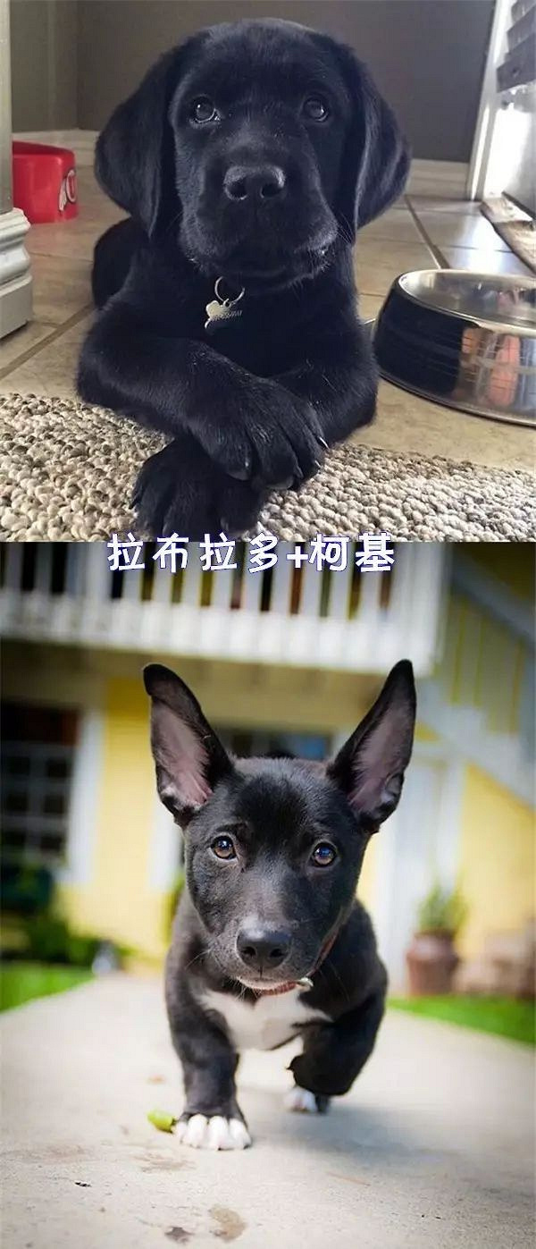 5,拉布拉多:除了颜色,请问哪里像我哪里像我?