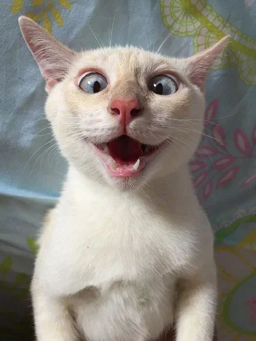 网友家的猫每次犯错,就会装成智障来逃脱责任.