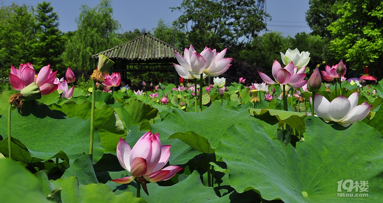 到杭州薰衣草莊園看花去