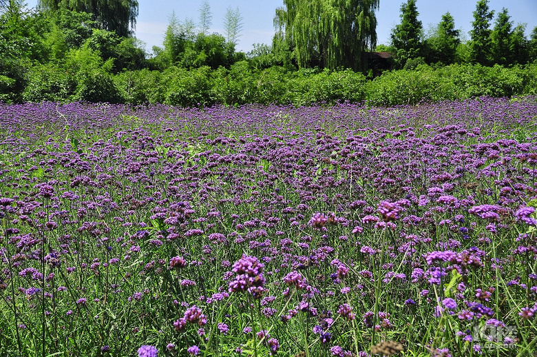 到杭州薰衣草莊園看花去