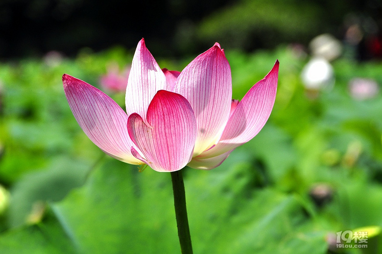 到杭州薰衣草莊園看花去