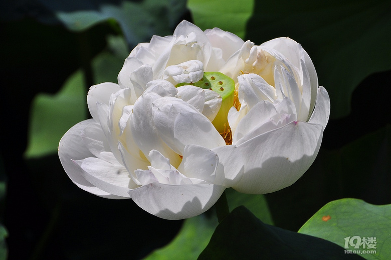 到杭州薰衣草莊園看花去