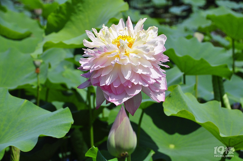 到杭州薰衣草莊園看花去
