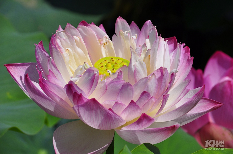 到杭州薰衣草莊園看花去