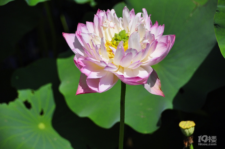 到杭州薰衣草莊園看花去