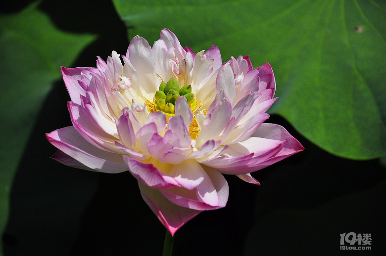 到杭州薰衣草莊園看花去