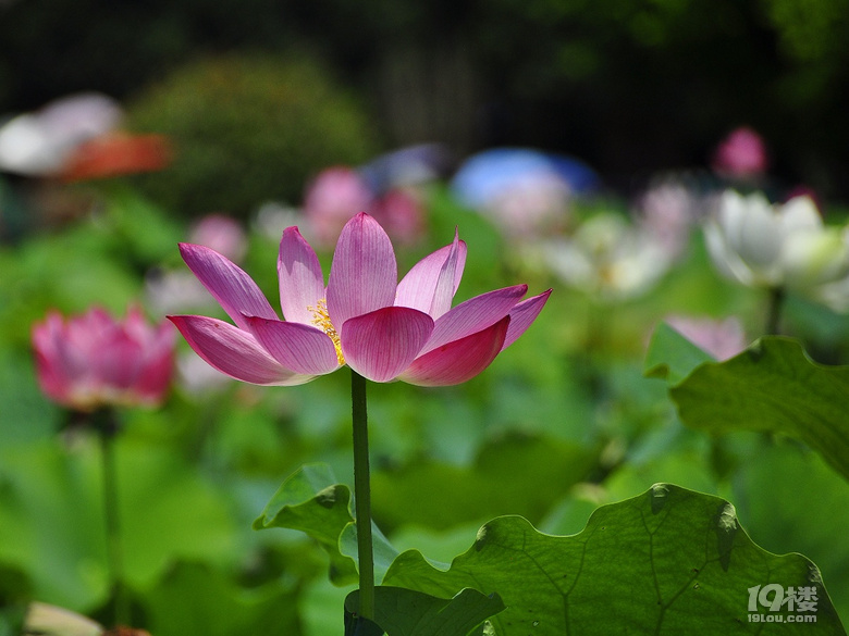 到杭州薰衣草莊園看花去