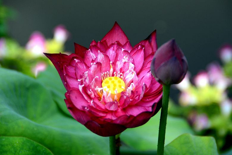 荷花紅蓮蓬青