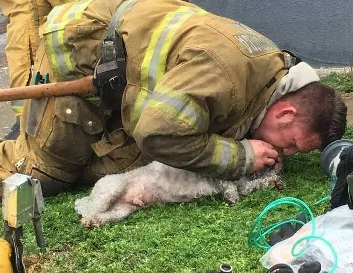 为失去生命体征的狗狗做人工呼吸,这个消防员真的好帅!