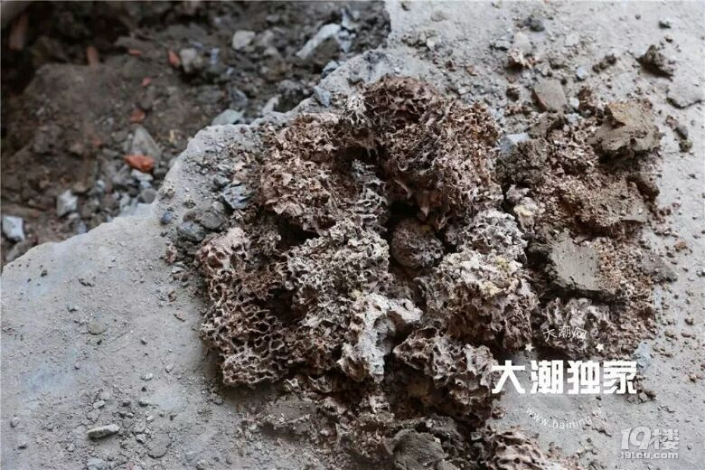 浙江一户人家房子下面竟挖出成千上万