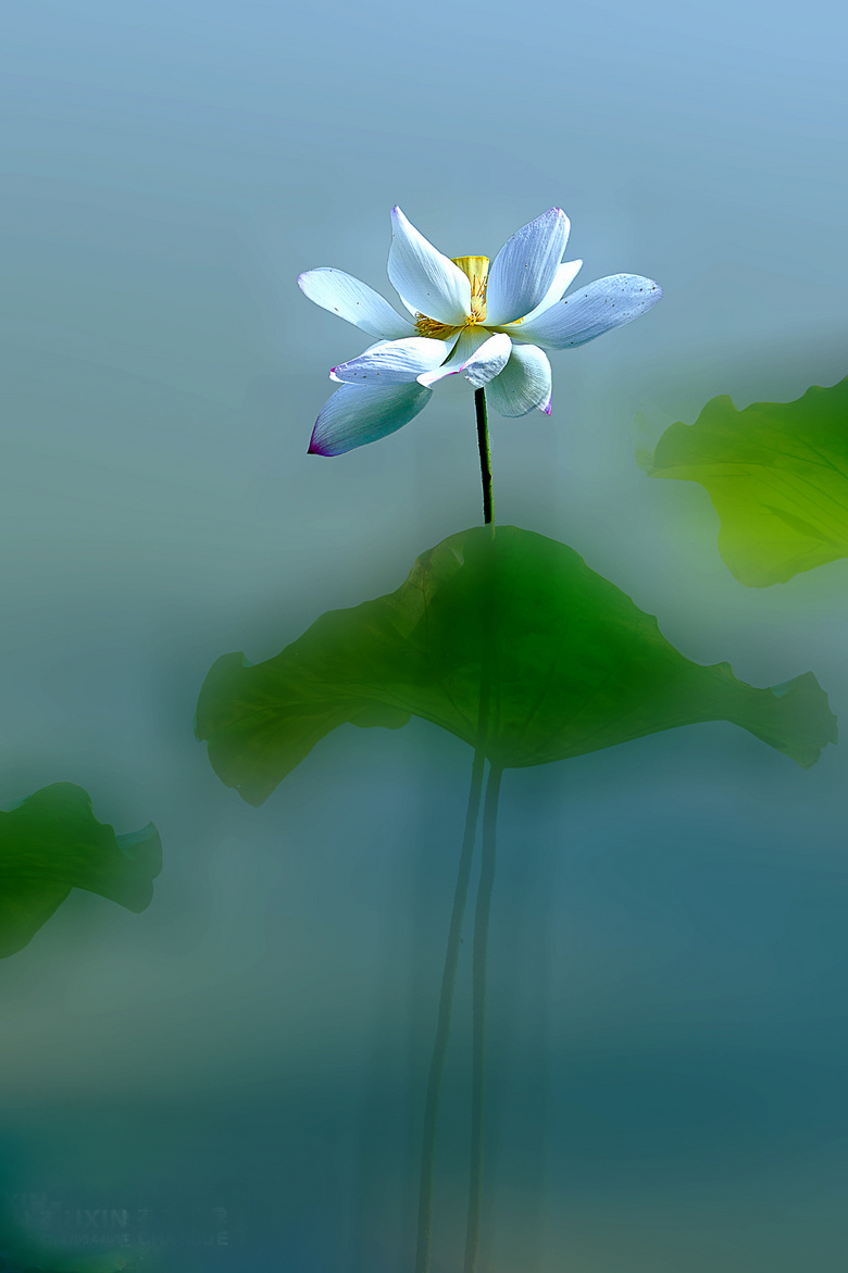 创意荷花 (二) 2018.06.17