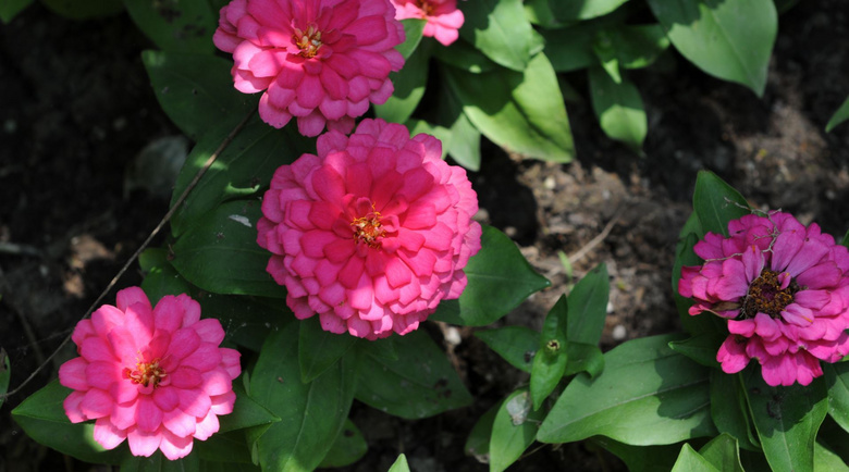 西湖边的那些花儿