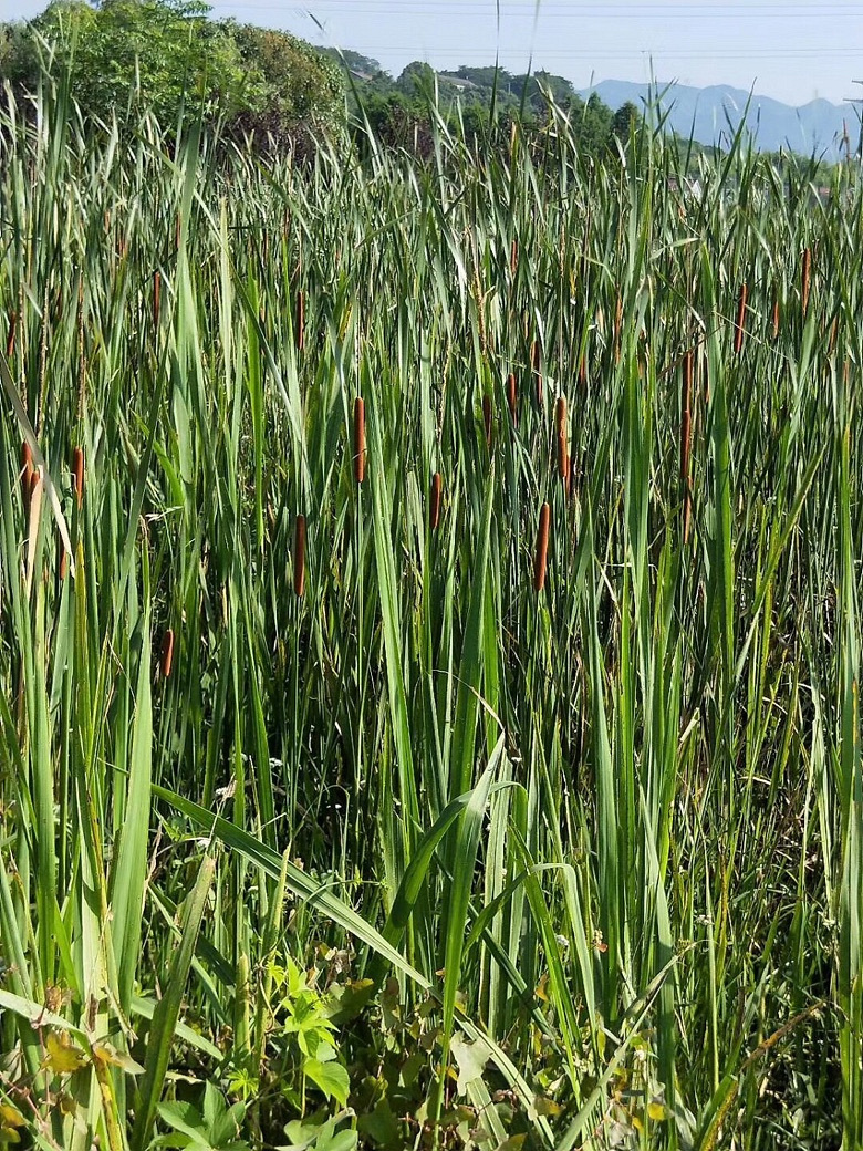 水蜡烛,止血良药.