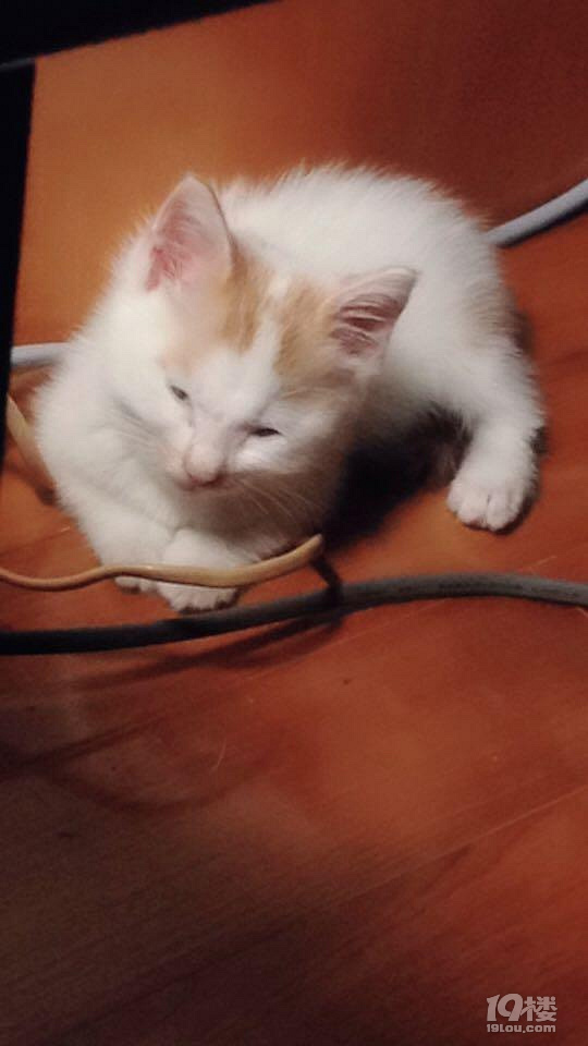 路過綠化帶時看到一只小貓鉆出來，猶豫收養(yǎng)時，貓咪反應(yīng)讓人心塞
