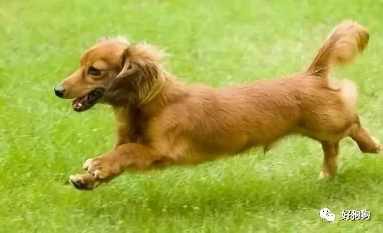 腿比柯基短,还跑得比柯基快?这就是传说中的