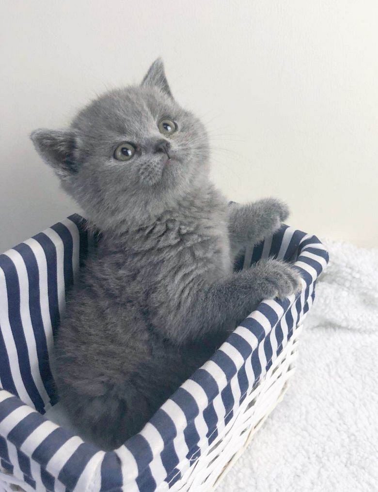 超大包子脸英短蓝猫弟弟妹妹找新家.坐标杭