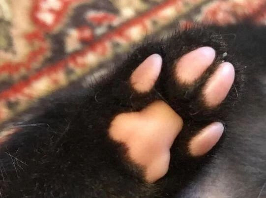 这只黑猫的鼻头和肉垫都是草莓冰淇淋味的