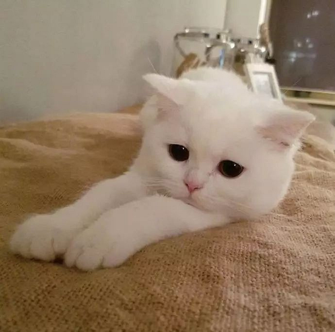 睡不醒的猫宝宝,爬到哪睡到哪,太可爱了!