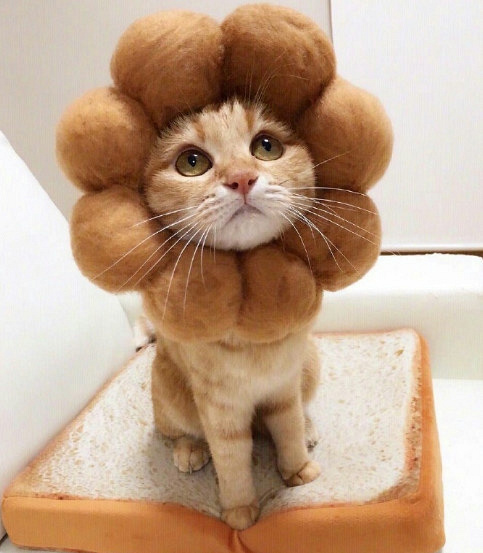这些猫咪面包头套也太可爱了吧,想要一口吃掉!