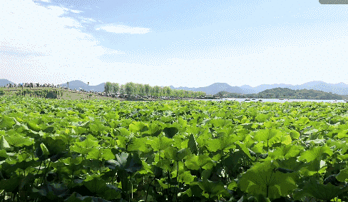 没在这些地方赏过荷花的人,就别说见过杭州的夏天