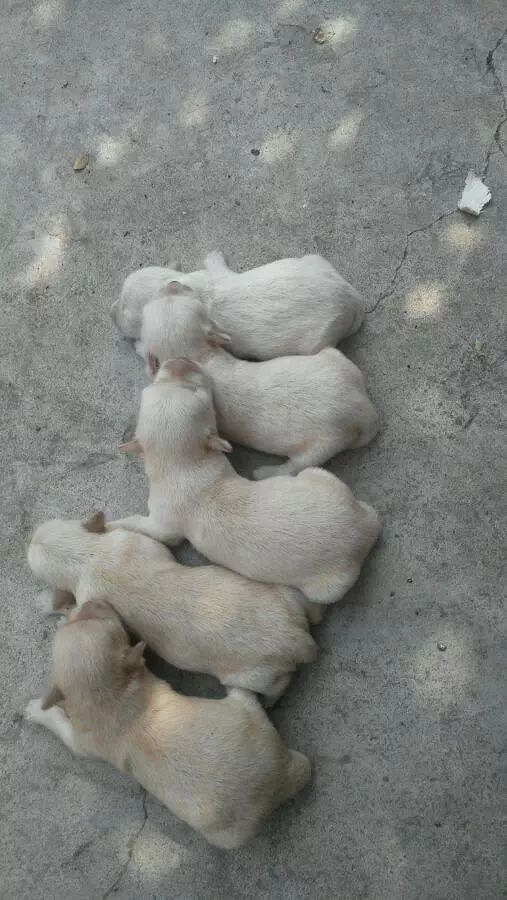 "流浪狗妈妈把整窝宝宝叼到餐厅门前,老板霸