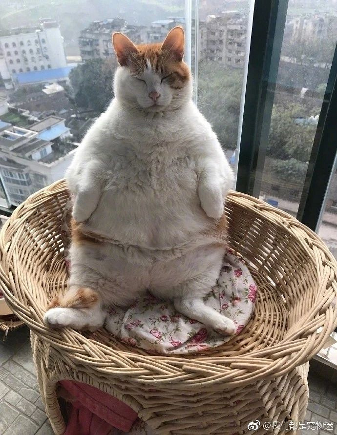 喵星人坐着就睡着了,这是有多困.