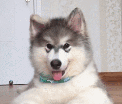 240_205gif 动态图 动图