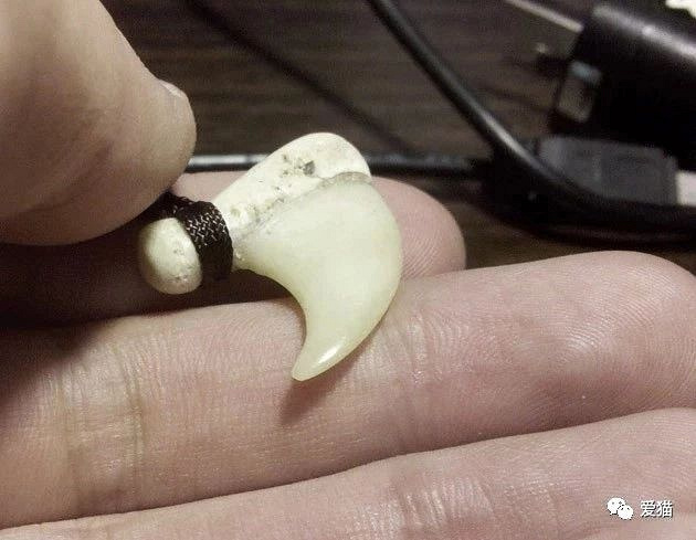 它们被誉为地球上最漂亮的猫科动物,有人却到处花高价收购其爪子