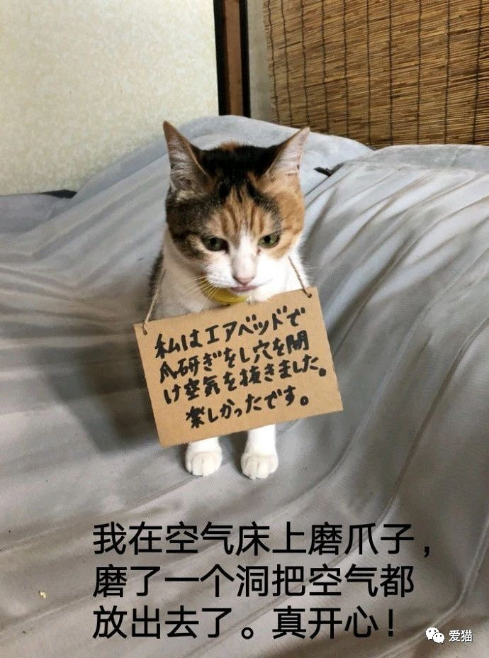 猫往我脸上放了个屁就跑,气得我想炖猫!