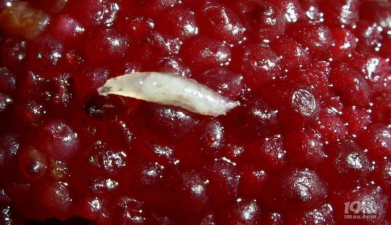 杭州一网友发帖询问杨梅里有小白虫到底能不能吃?不少人脑洞大开-社会