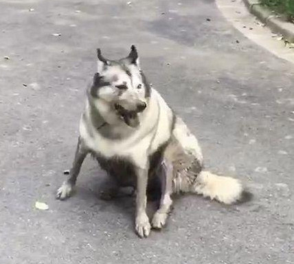 二哈找了个地儿凉快一下,奶奶气疯了!